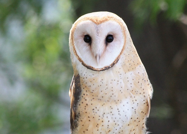 Geluid van een uil