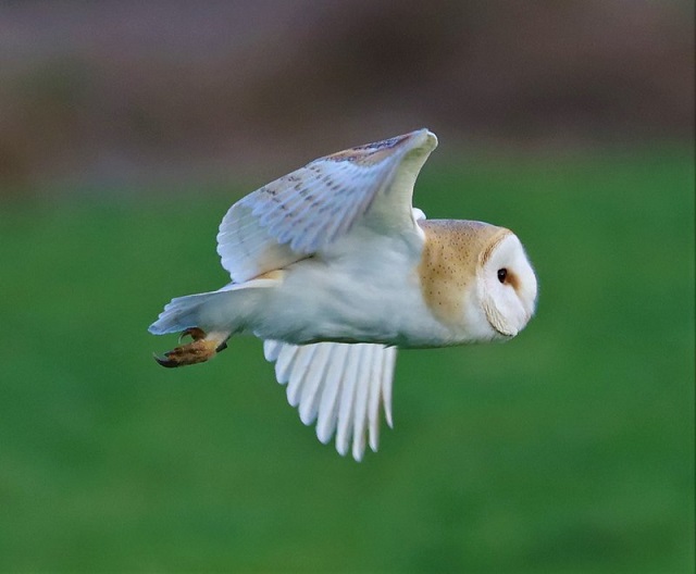 Parliament of Fowls