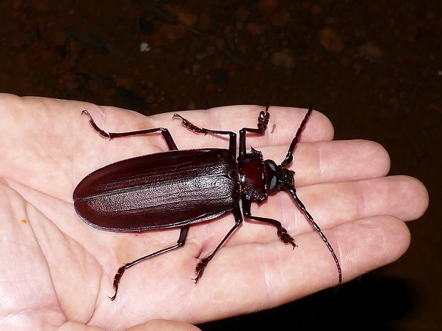 Titanus giganteus