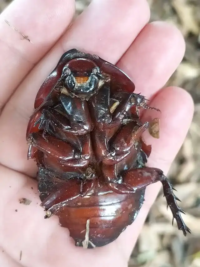 Macropanesthia rhinoceros onderkant