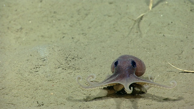 Baby Octopus