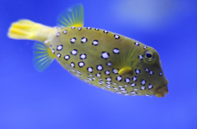 Jonge Cowfish