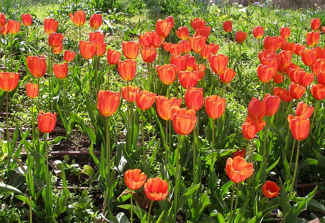 Tulpen