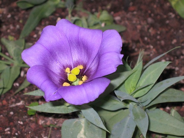 Eustoma