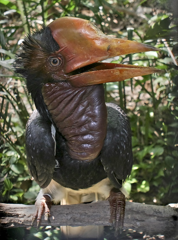 Dubbelhoornige neushoornvogel