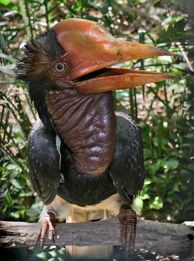 Helmneushoornvogel