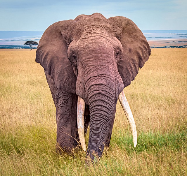 Afrikaanse olifant