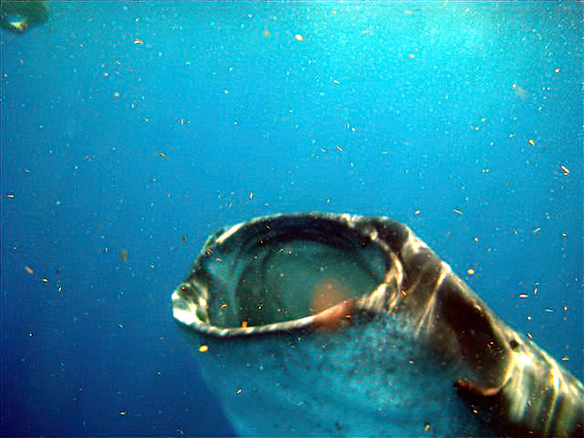 Walvishaaien voeden zich enkel met de kleinste wezens van de oceaan