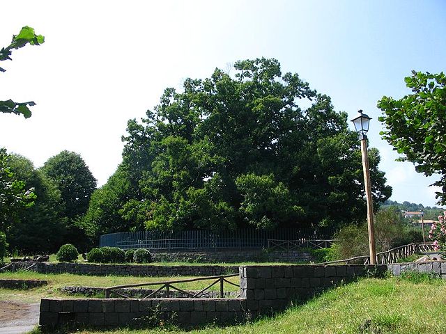 Kastanjeboom van de Honderd Paarden