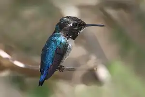 Top 10 Kleinste En Schattigste Vogels Ter Wereld