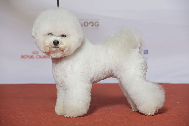 Bichon Frisé