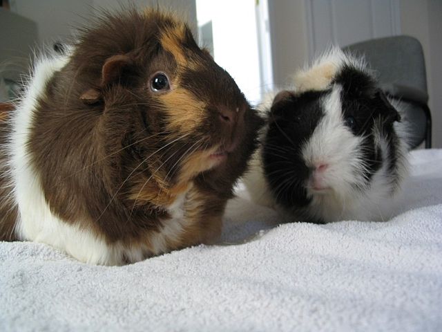 Borstelcavia