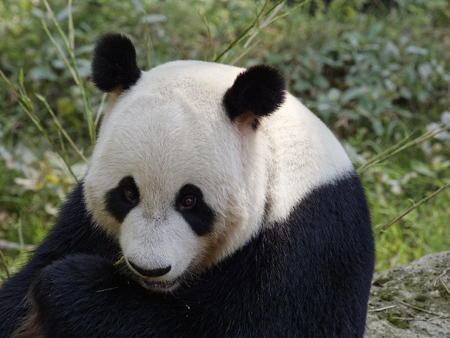 Reuzenpanda