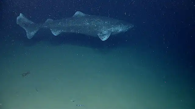 Diepzeevis. Een Groenlandse haai (Somniosus microcephalus).