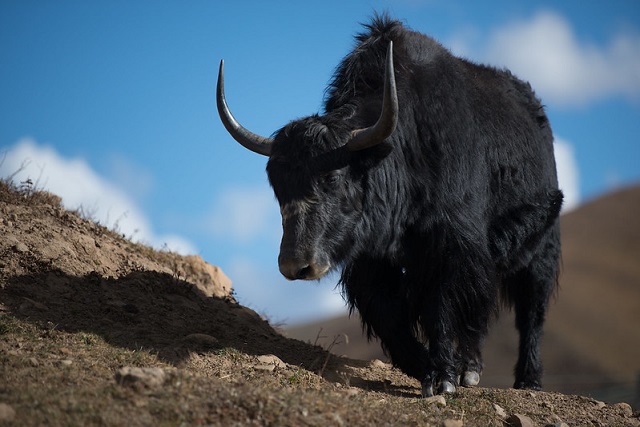 Yak penis