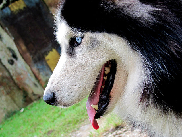 Alaska-malamute