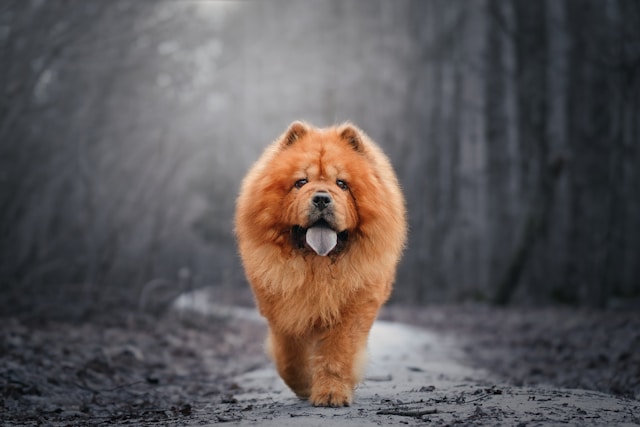 Chowchow