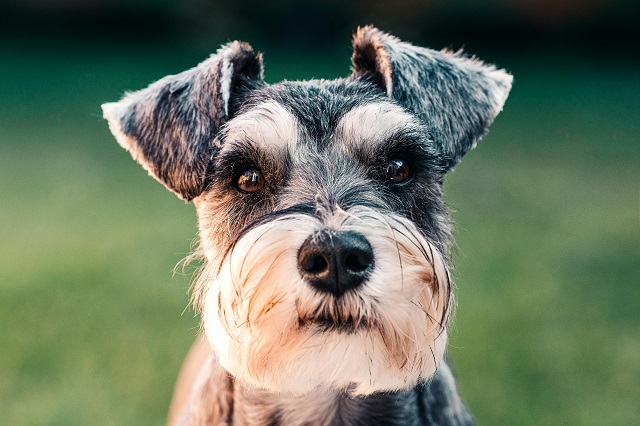 Dwergschnauzer