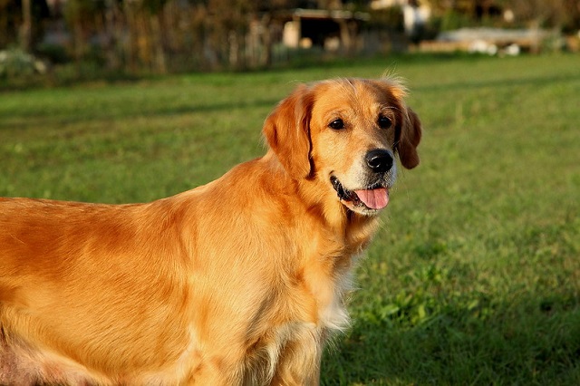 Golden Retriever