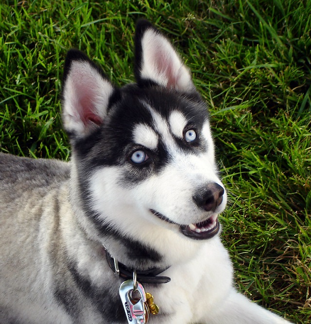 Siberische husky