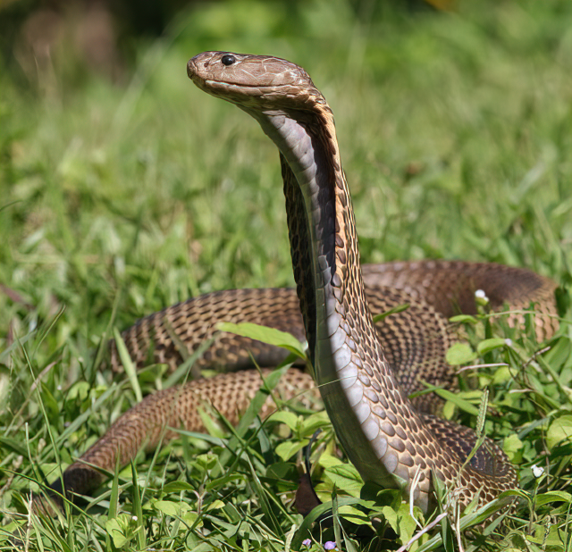 Filipijnse cobra