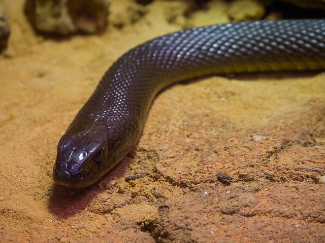 Inland taipan