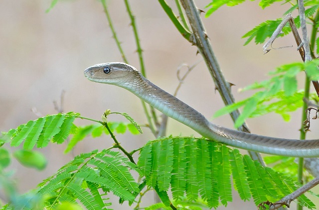 Zwarte mamba