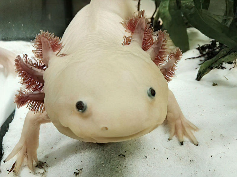  Axolotl 