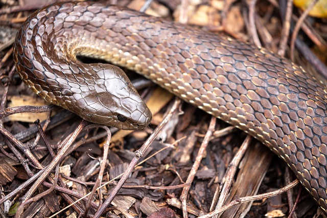 Australische tijgerslang