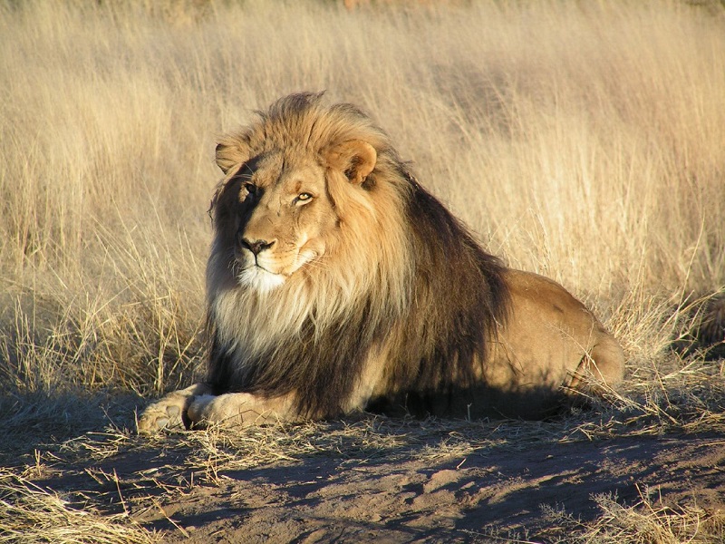 Afrikaanse leeuw