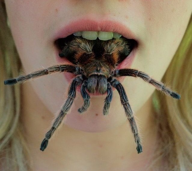 Top 10 Giftigste Spinnen Ter Wereld