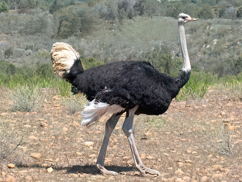 Struisvogel 