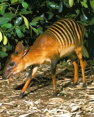 Vreemde Dieren Die Echt Bestaan