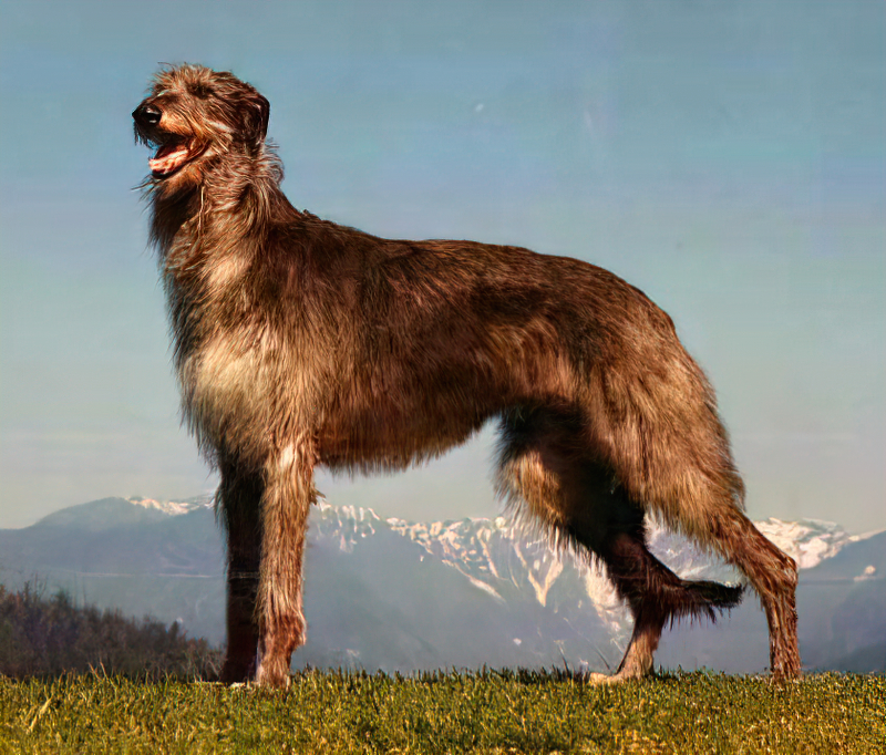 Schotse Deerhound