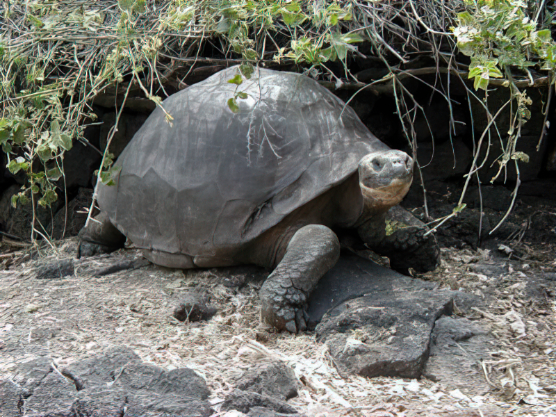 Galapagosreuzenschildpad