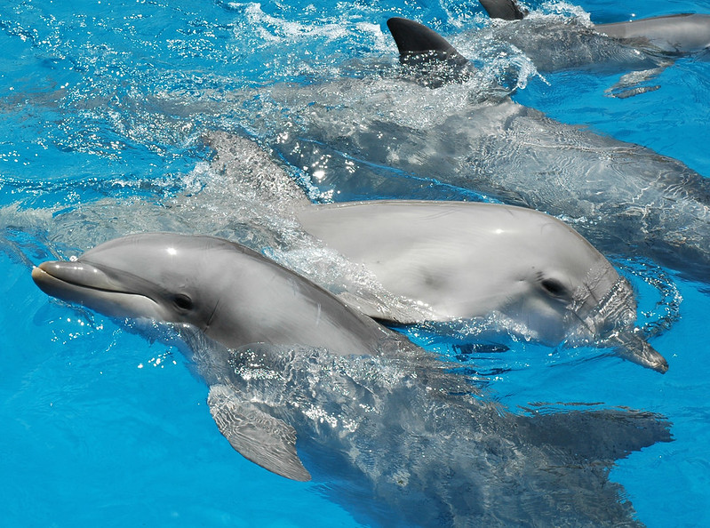 Dolfijnen dragen zorg voor zieke familieleden
