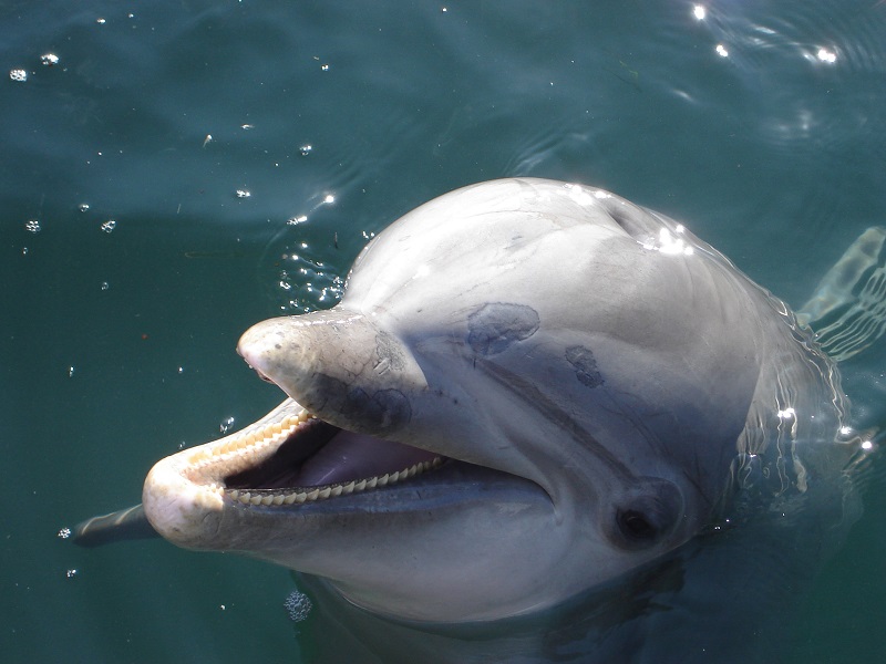 Dolfijnen Weetjes