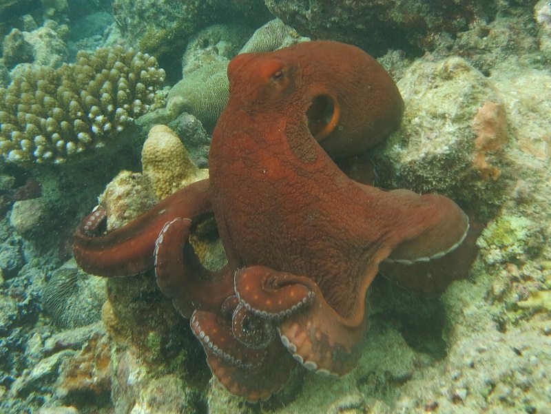 Grote blauwe octopus