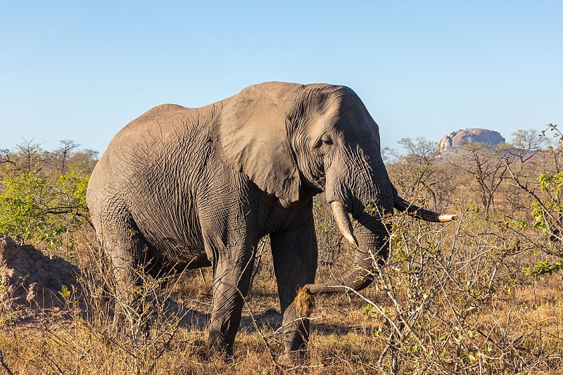  Savanneolifant grootste landdier