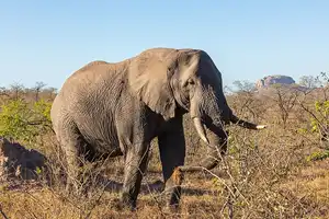 Zwaarste Landdieren Ter Wereld