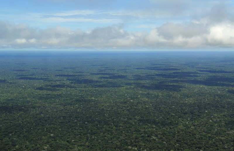 Amazoneregenwoud