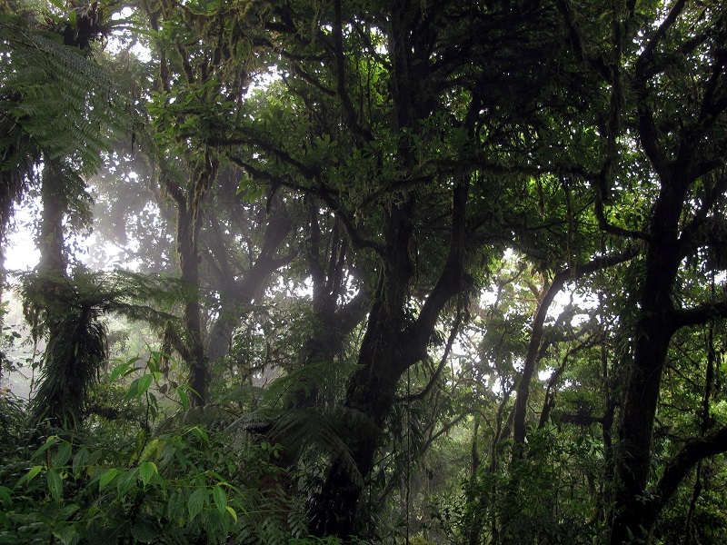 Biologisch nevelwoudreservaat Monteverde