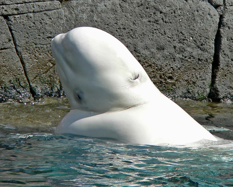 Beloega walvissen hebben flexibele nekken