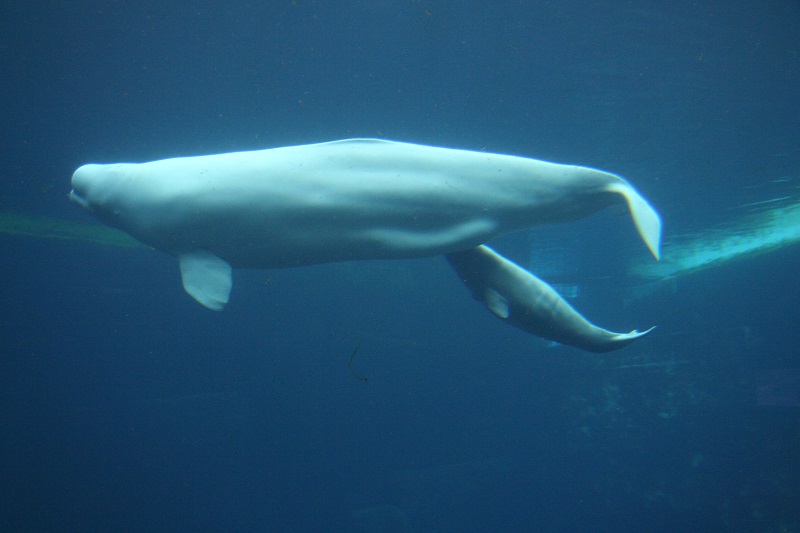 De gemiddelde draagtijd beloega walvissen