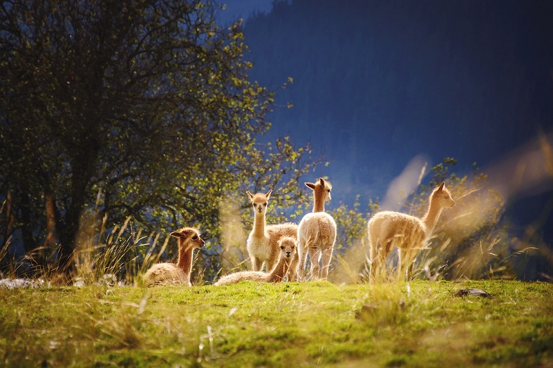 Alpaca's kunnen met Lama's kruisen