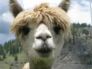 10 Interessante Weetjes Over Alpaca's