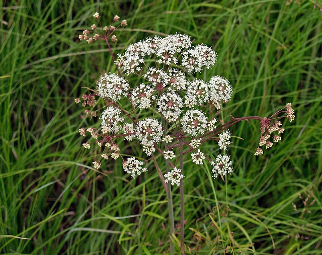 Cicuta douglasii