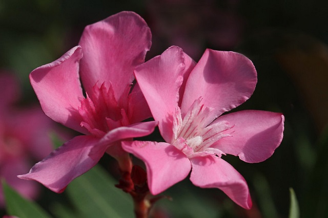 Oleander