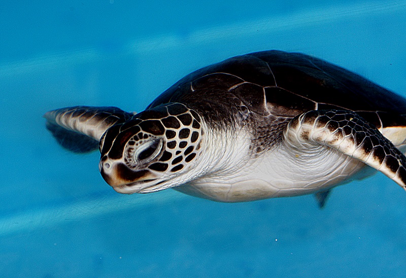Je kunt zeeschildpadden uit elkaar houden aan hun schild en schubben