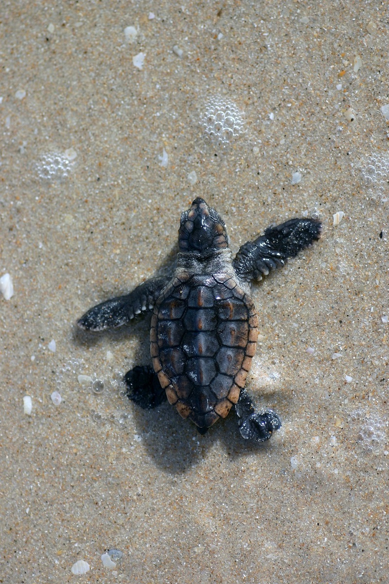 Temperature of sand determines sex of hatchling sea turtles